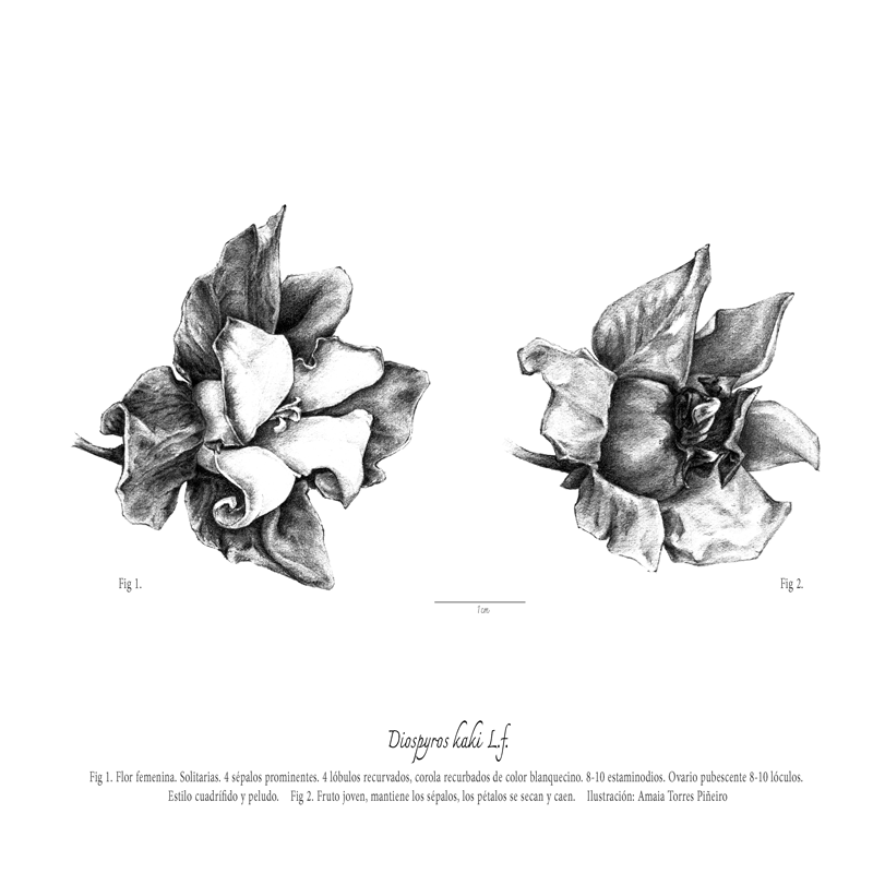 ARBORETUM_flor-femeninaweb