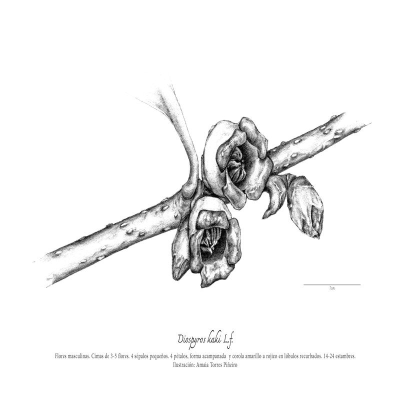 ARBORETUM_flor-masculinaweb